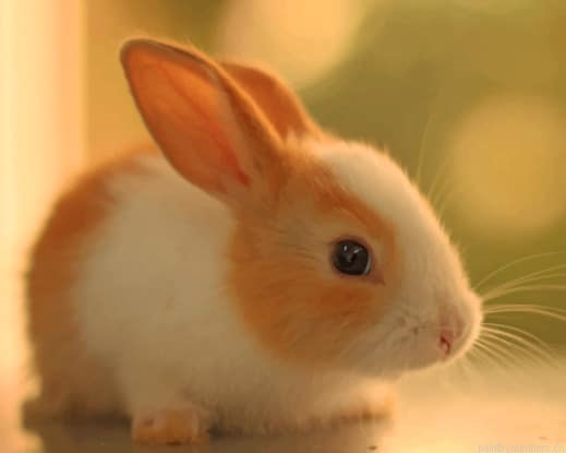 Domestic Rabbit Animals Painting By Numberss.png
