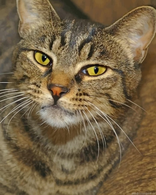 Domestic Short Haired Cat Animals Painting By Numberss.png