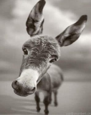 Donkey Black And White Painting By Numbers.png