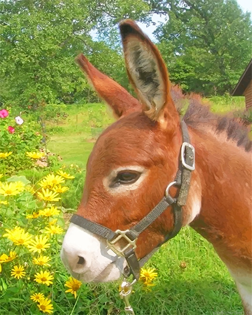 Donkey In Flowers Field Animals Painting By Numbers.png