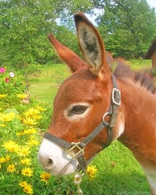 Donkey In Flowers Field Painting By Numbers.png