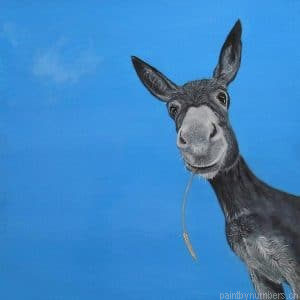 Donkey Portrait Painting By Numbers.png