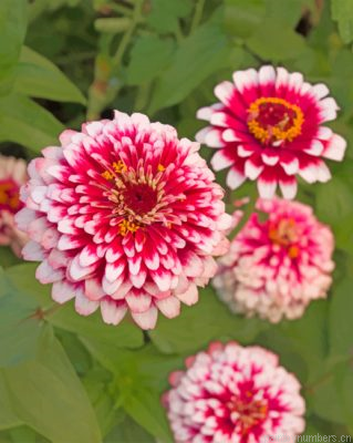 Dragon Zinnias Painting By Numbers.png