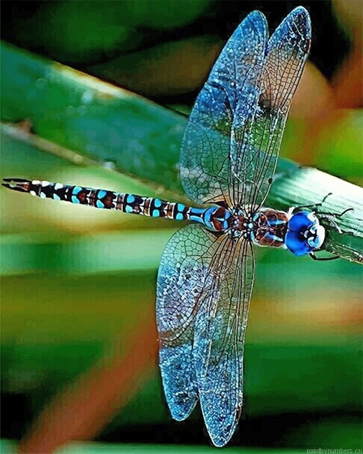 Dragonfly Insect Painting By Numberss.png