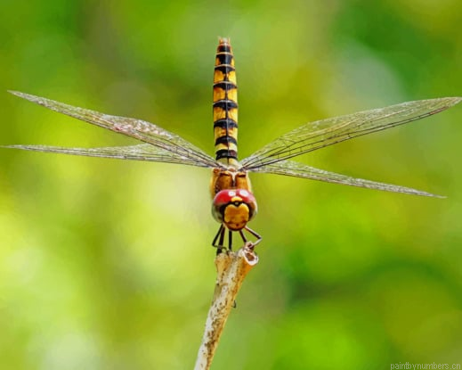 Dragonfly Insect Species Painting By Numberss.png