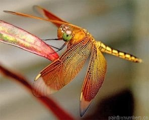 Dragonfly Insects Painting By Numberss.png
