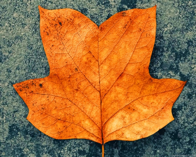 Dry Brown Leaf Plants Painting By Numberss.png