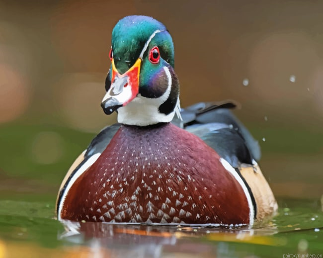 Duck Carolina Bird In Water Painting By Numberss.png