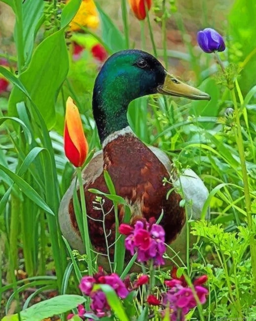 Duck In Grass Birds Painting By Numberss.png