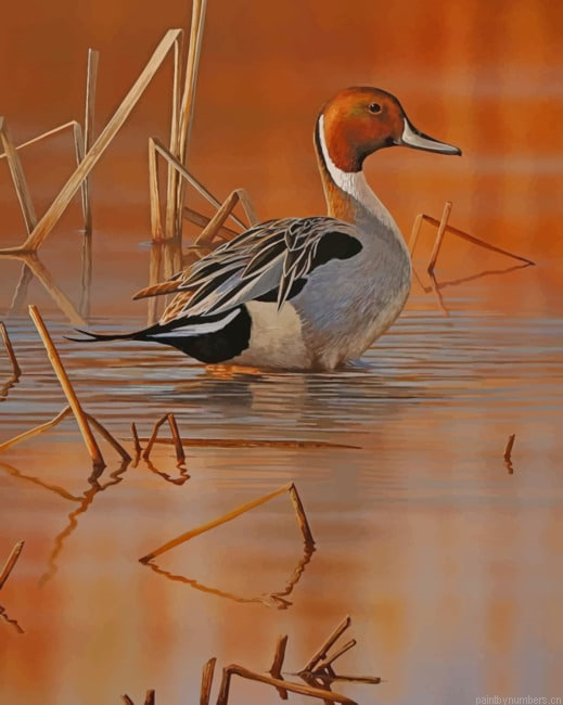 Duck In River Birds Painting By Numberss.png