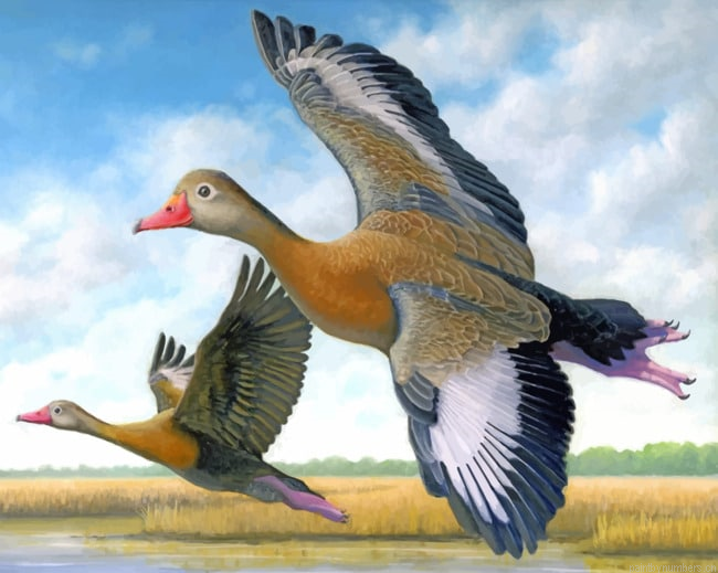 Ducks In Flight Painting By Numberss.png