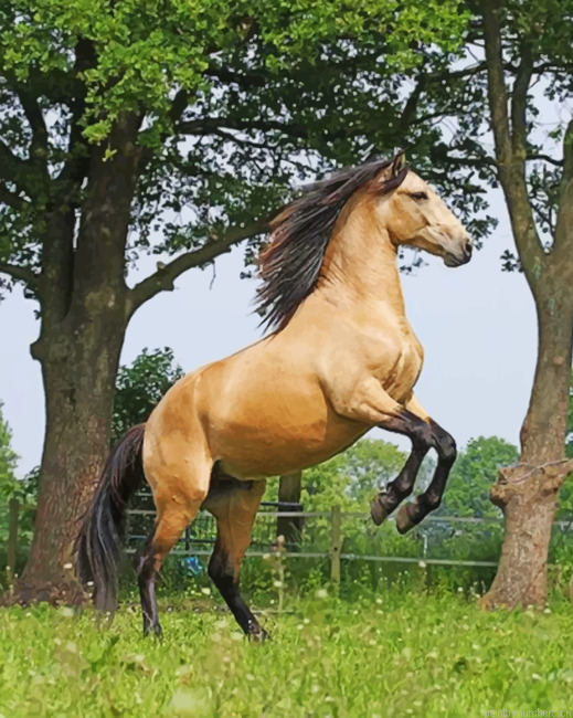 Dun Horse Animals Painting By Numberss.png