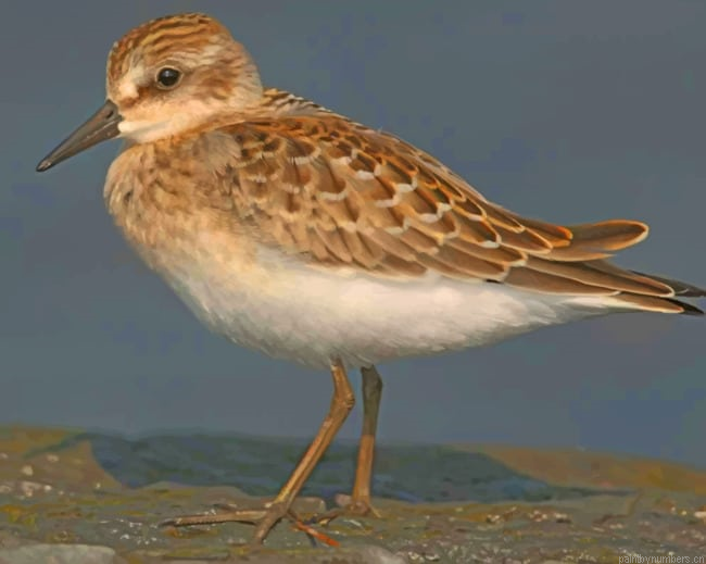 Dunlin Bird Painting By Numberss.png