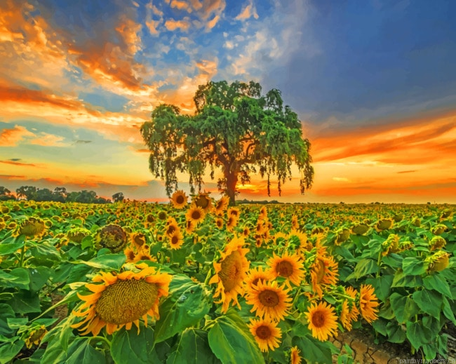 Dusk Sunflowers Landscapes Painting By Numberss.png