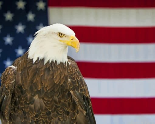 Eagle And American Flag Painting By Numberss.png