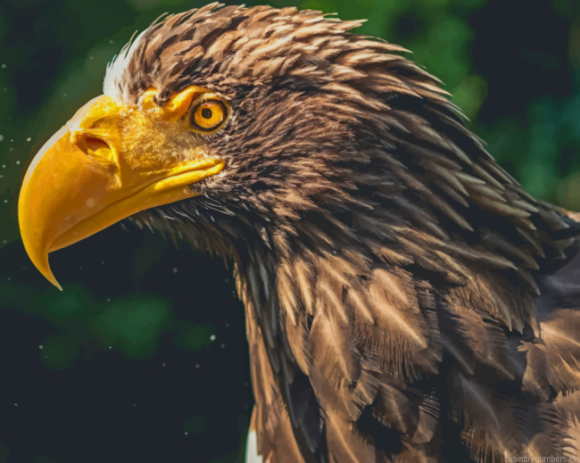 Eagle Bird With Yellow Beak Painting By Numberss.png