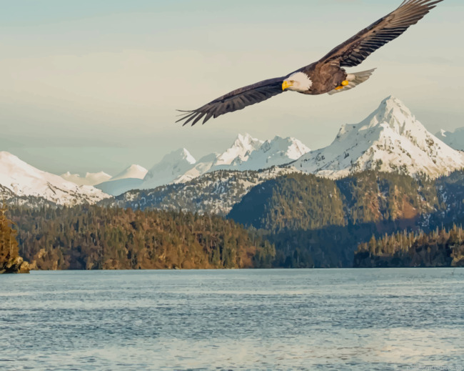 Eagle Flying Over Mountains Birds Painting By Numberss.png