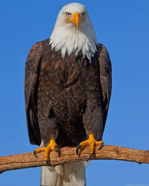 Eagle On Tree Birds Painting By Numberss.png