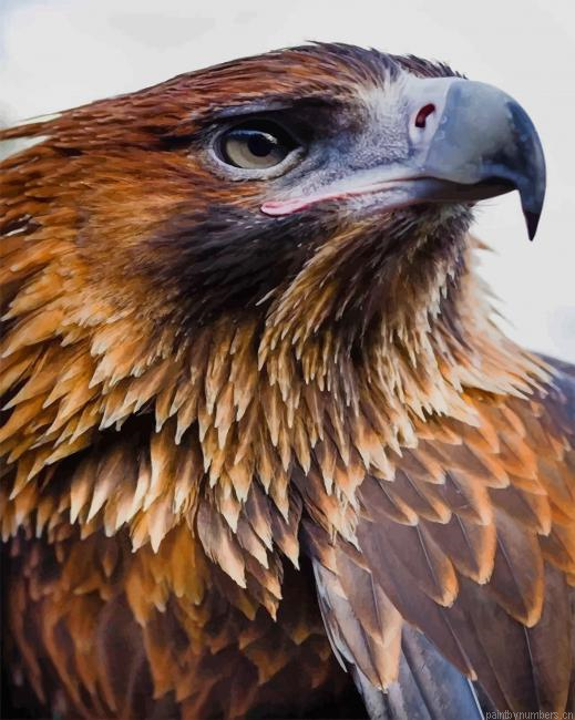 Eagle Portrait Birds Painting By Numberss.png