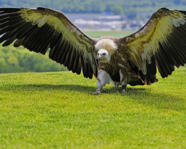 Eagle With Big Wings Birds Painting By Numberss.png