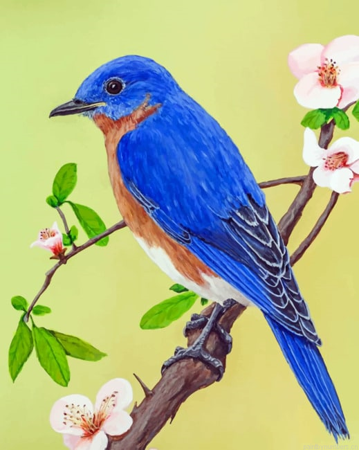 Eastern Bluebird On Branch Painting By Numberss.png