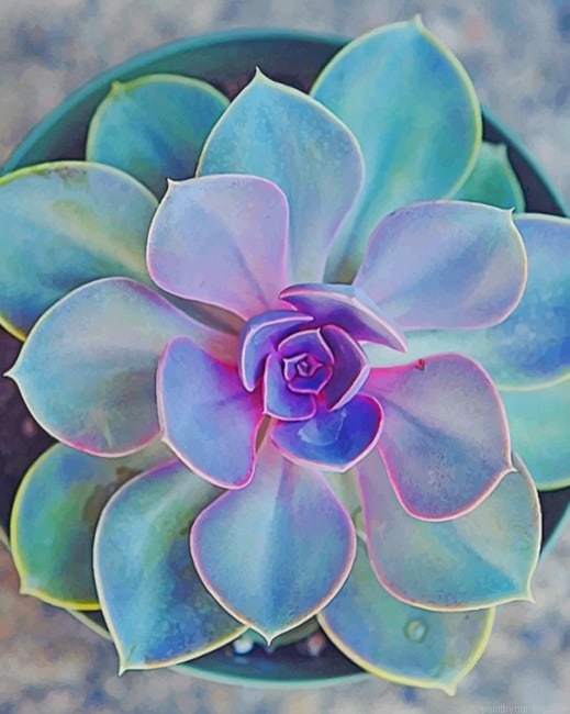 Echeveria Elegans Plant Painting By Numberss.png