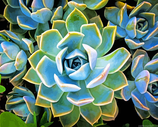 Echeveria Succulent Plants Painting By Numberss.png