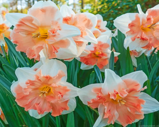 Edinburgh Daffodils Painting By Numberss.png