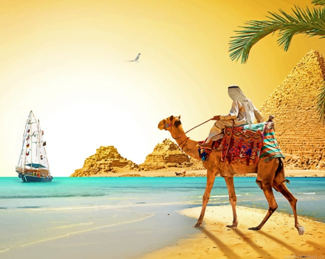 Egypt Desert Camel Animals Painting By Numberss.png