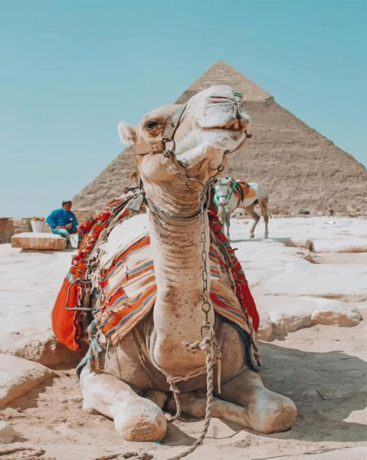 Egyptian Camel In Giza Pyramid Painting By Numberss.png