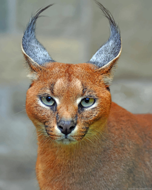 Egyptian Lynx Animals Painting By Numberss.png