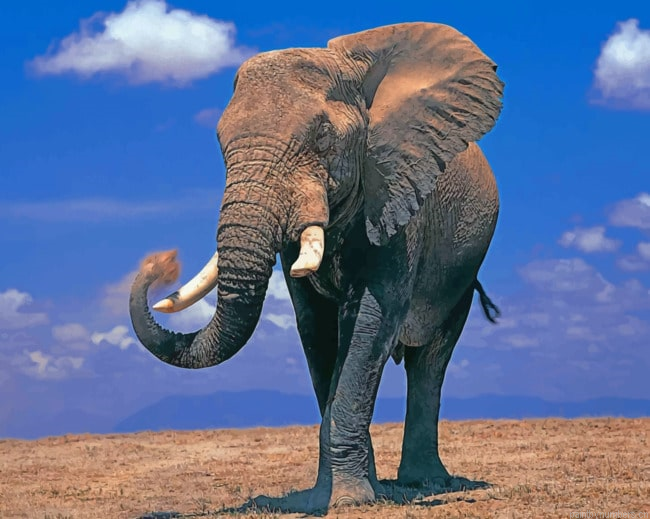 Elephant Animal Painting By Numberss.png