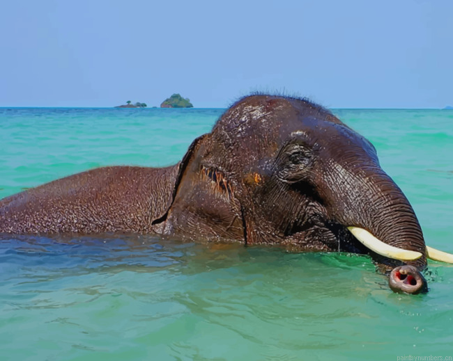 Elephant In Body Of Water Animals Painting By Numberss.png