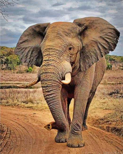 Elephant In Jungle Animals Painting By Numberss.png