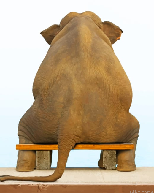 Elephant Sitting On Chair Animals Painting By Numberss.png