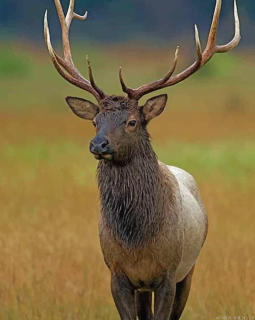 Elk Animals Painting By Numberss.png