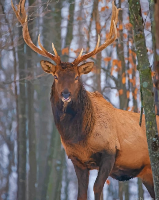 Elk Deer Animals Painting By Numberss.png