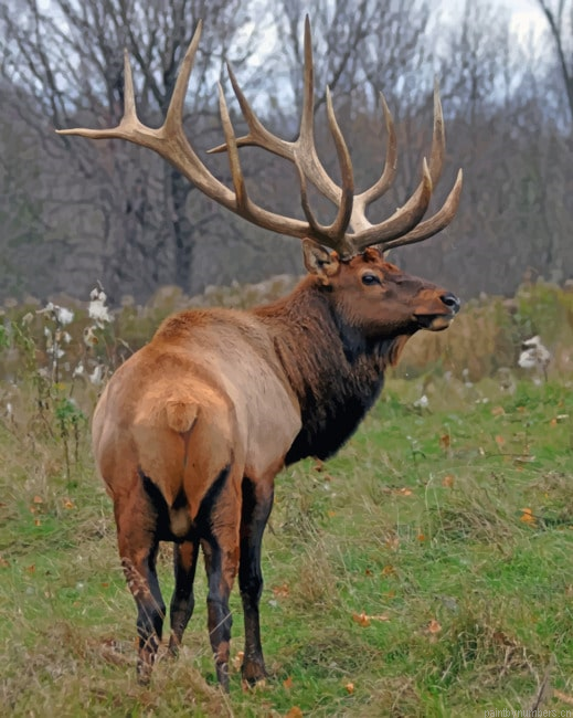 Elk Deer In The Forest Animals Painting By Numberss.png