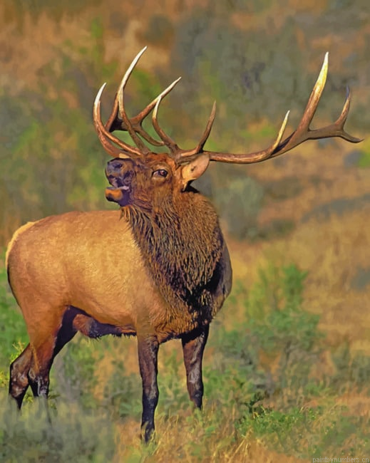 Elk Deer New Painting By Numberss.png