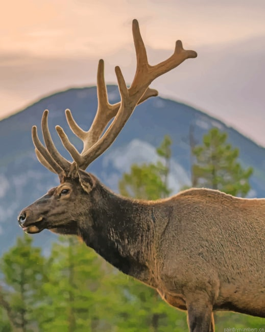 Elk With Big Horns Animals Painting By Numberss.png