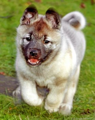 Elkhound Puppy Painting By Numbers.png