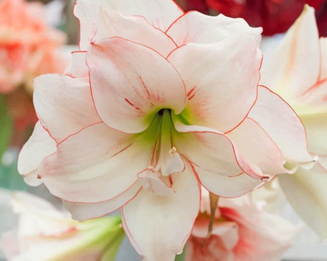 Elvas Amaryllis Plants Painting By Numberss.png