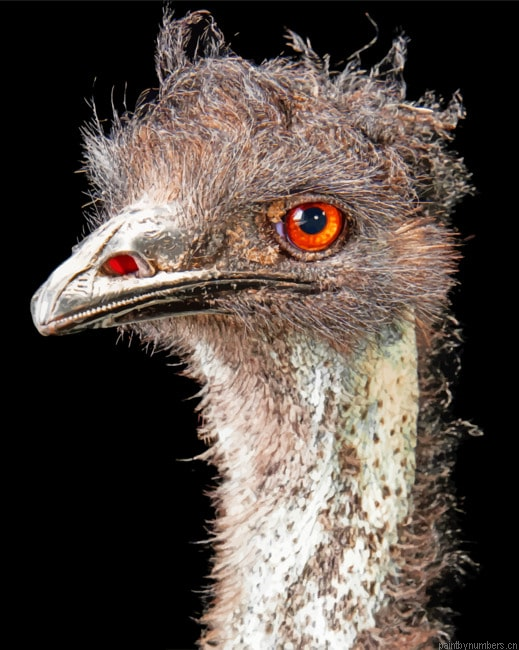 Emu Bird Head Painting By Numbers.png
