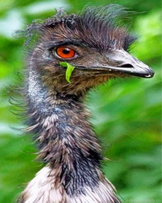 Emu Bird Painting By Numbers.png