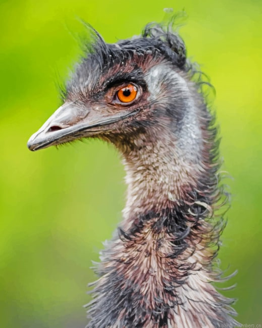 Emu Bird Portrait Painting By Numbers.png