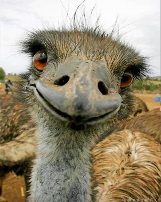 Emu Face Painting By Numbers.png