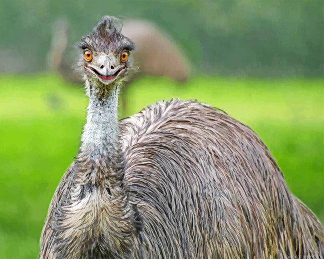 Emu Painting By Numbers.png