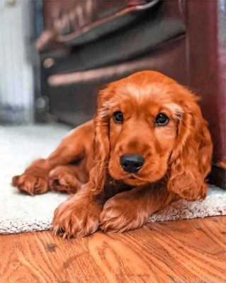 English Cocker Spaniel Painting By Numbers.png