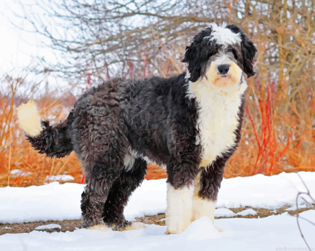 English Golden Doodle Painting By Numbers.png