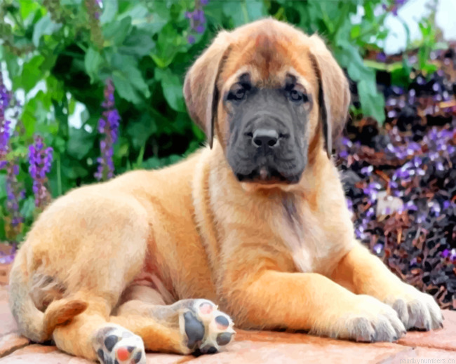 English Mastiff Painting By Numbers.png